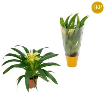 Guzmania Evelien
