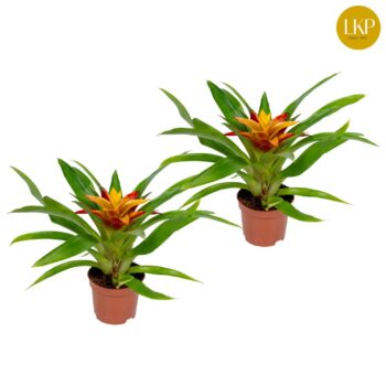 Guzmania Flava