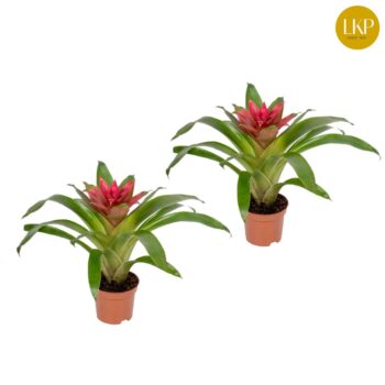 Guzmania Etude
