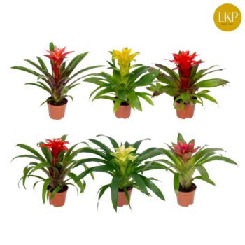 Guzmania Compact Plus Mix