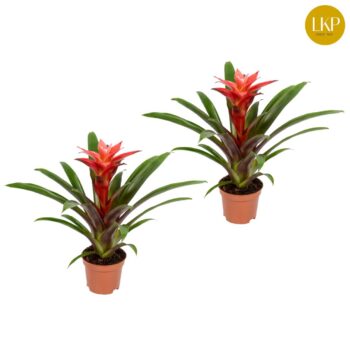 Guzmania Libby