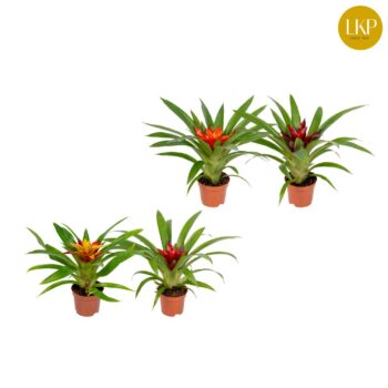 Guzmania Compact mix