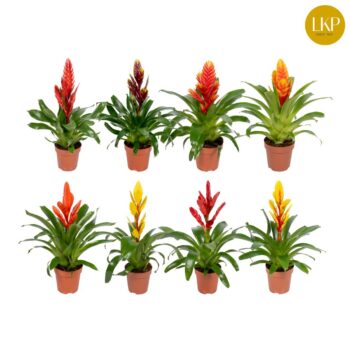 Vriesea Sensation mega mix