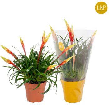 Vriesea Multiflower Shannon