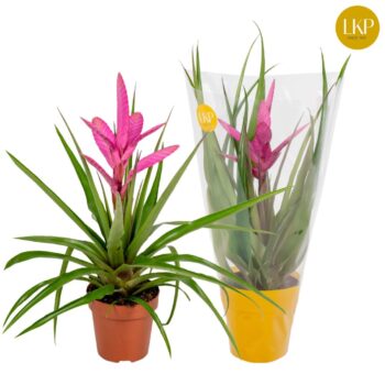 Tillandsia Antonio