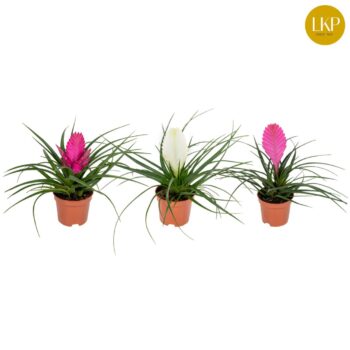 Tillandsia Low Mix