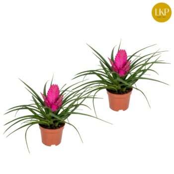 Tillandsia Josee