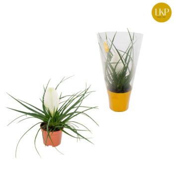 Tillandsia Biancini