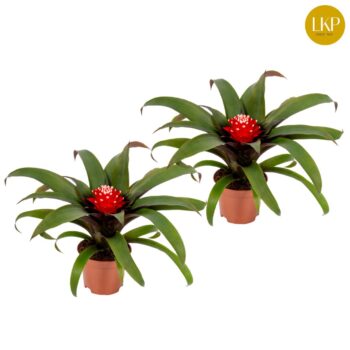 Guzmania Priscilla