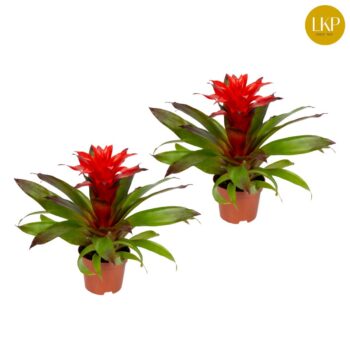 Guzmania Lorena