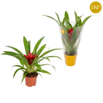 Guzmania Blitz