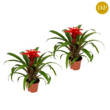 Guzmania Confetti