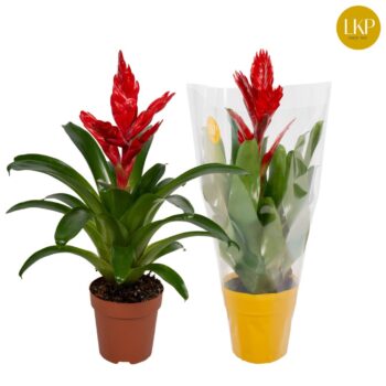 Vriesea Intenso Red