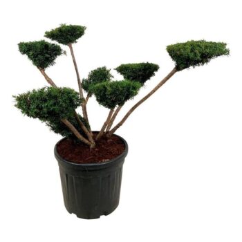 Taxus media 'Farmen'