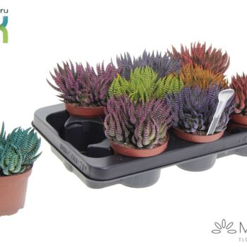 Haworthia Zebrina Make Upz mix