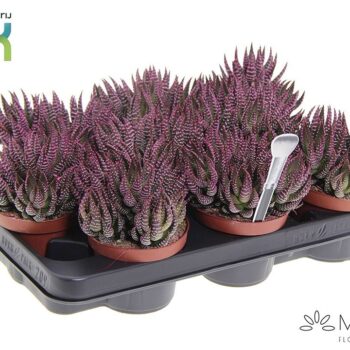 Haworthia Zebrina Make Upz Roze