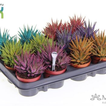 Haworthia Big band mix