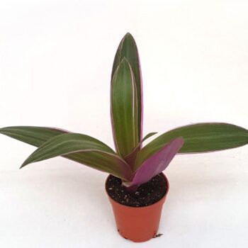 Tradescantia 'Sitara'Rhoe