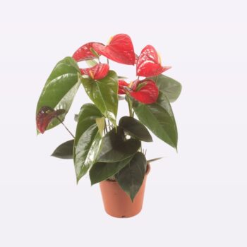 Anthurium Jambo Red