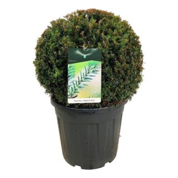 Taxus b. 'Höpken's Gigant'