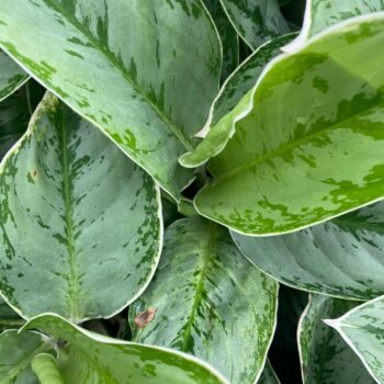 Aglaonema ‘Cintho Queen’