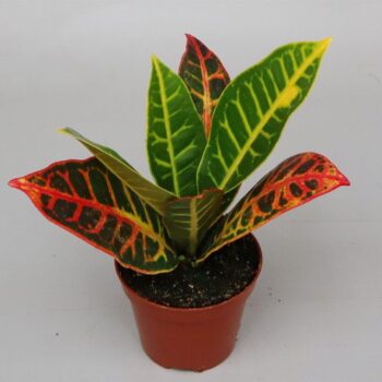 Codiaeum var. 'Petra'