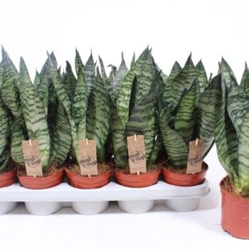 Sansevieria zeylanica compacta