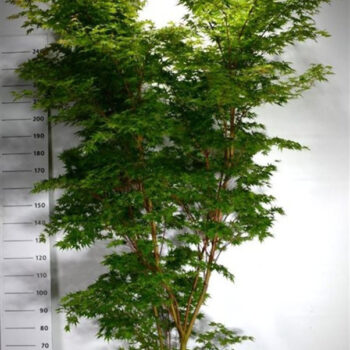 Acer pal. 'Sangokaku'