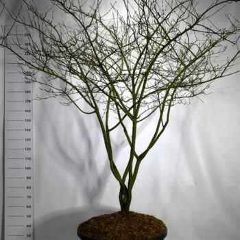 Amelanchier lamarckii