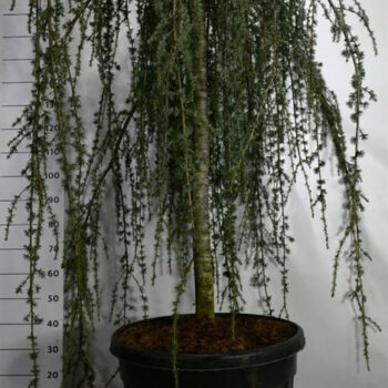 Cedrus atl. 'Glauca Pendula'