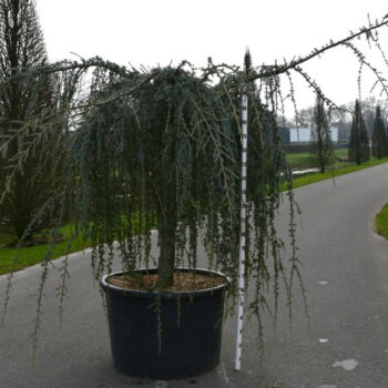 Cedrus atl. 'Glauca Pendula'
