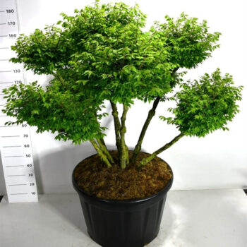 Euonymus alat. 'Compactus'