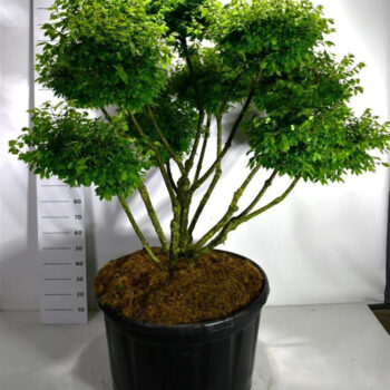 Euonymus alat. 'Compactus'