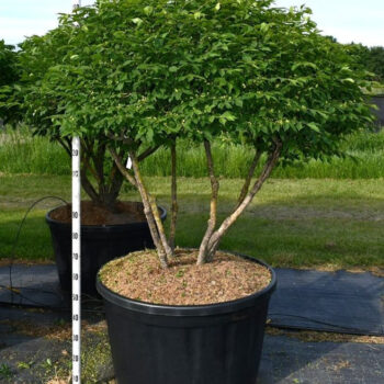 Euonymus alat. 'Compactus'