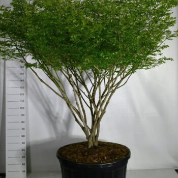 Euonymus alat. 'Compactus'