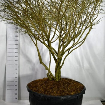 Euonymus alat. 'Compactus'