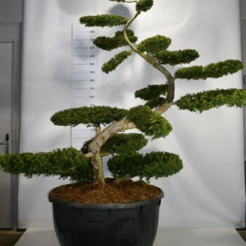 Taxus b. 'Summergold'