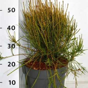 Thuya orientalis 'Franky Boy'