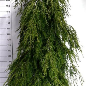 Tsuga can. 'Pendula'