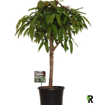 Ficus binnendijkii Amstel King