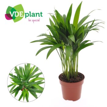 Dypsis lutescens (Areca) 12cm (zonder hoes)