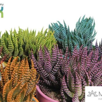 Haworthia Zebrina mix in keramiek