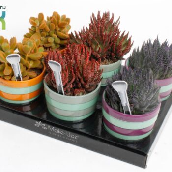Succulenten mix MakeUpz in keramiek