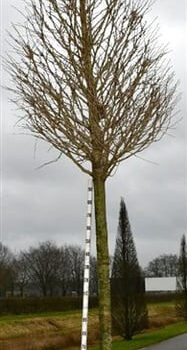 Ginkgo bil. Fastigiata Blagon