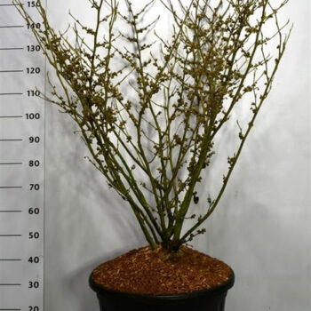 Hamamelis int. 'Arnold Promise'