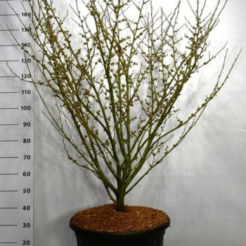 Hamamelis int. 'Arnold Promise'