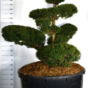 Taxus cuspidata