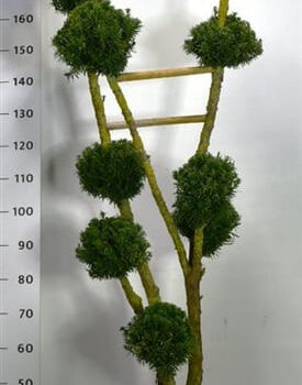 Taxus media 'Hillii'