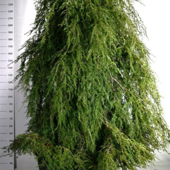 Tsuga can. 'Pendula'