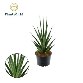 Sansevieria 'Dancing Queen'